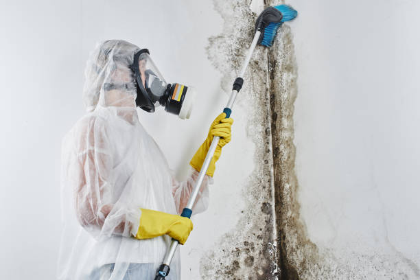 Best Office Mold Removal Services  in Hackensack, NJ