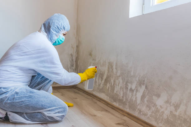 Mold Removal Process in Hackensack, NJ