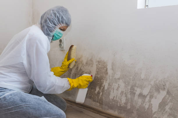 Professional Mold Removal in Hackensack, NJ