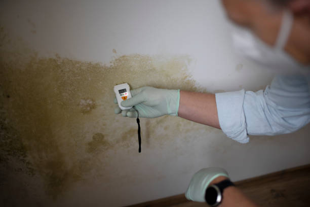 Office Mold Removal Services in Hackensack, NJ