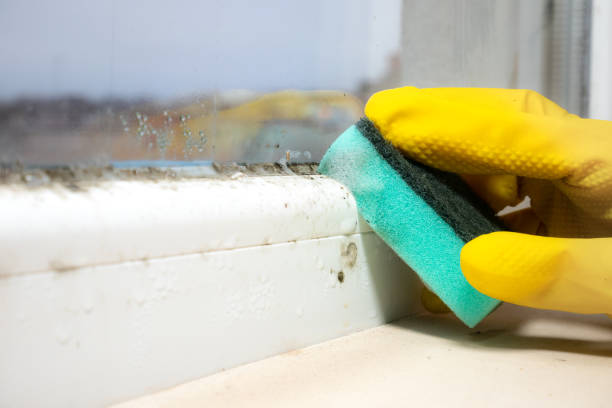 Best Mold Cleaning Services  in Hackensack, NJ