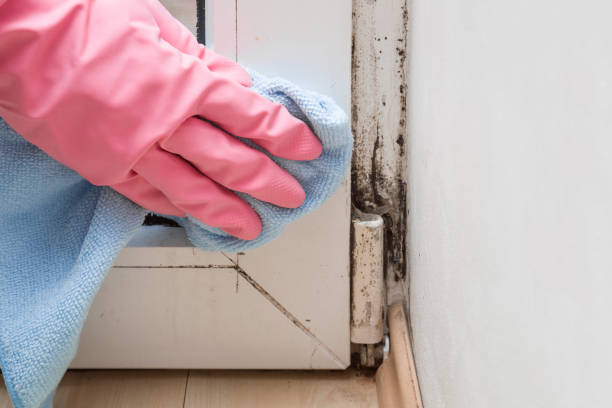 Best Commercial Mold Removal  in Hackensack, NJ